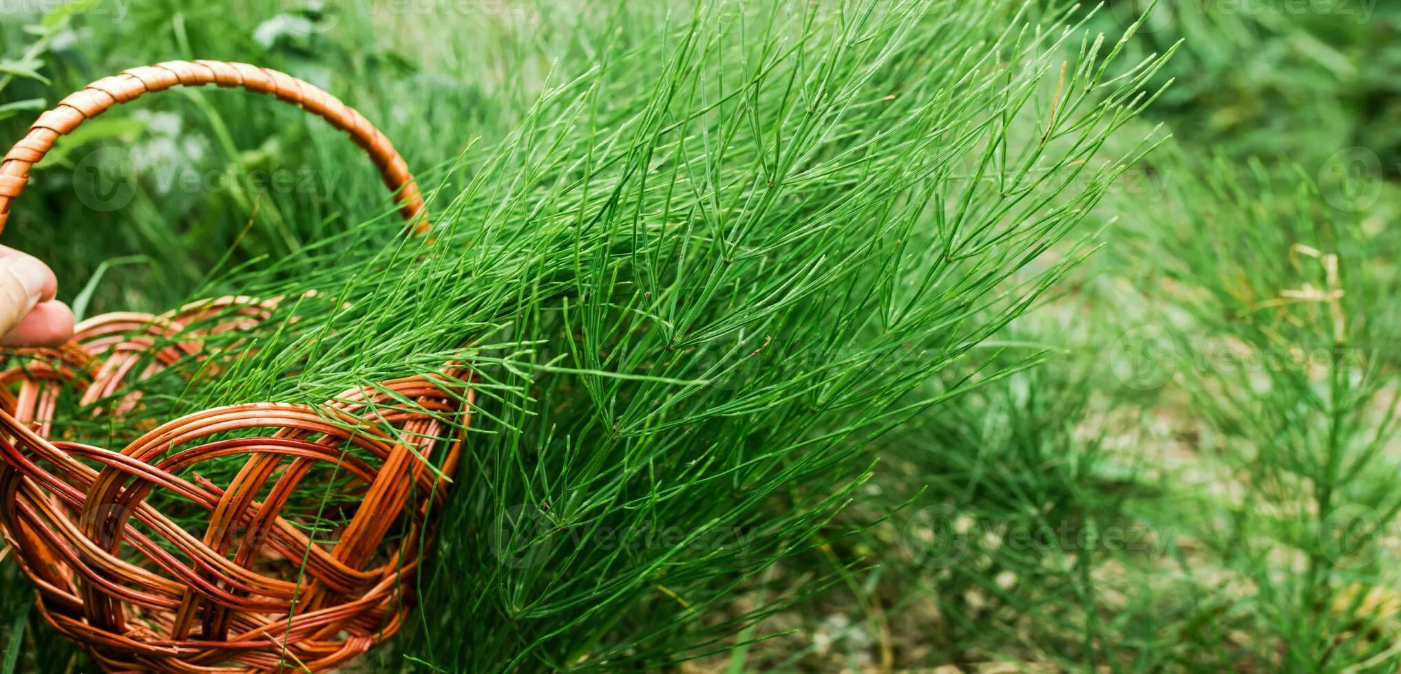 Horsetail Cuticle Crème